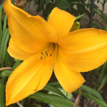 Berns Garden Center - What you get - Nurseries & Gardening Near Me - Middletown, Ohio