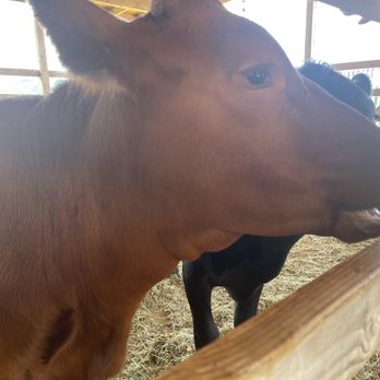 LAWRENCE Lovestock - Beautiful Strawberry! - Petting Zoos Near Me - Kahaluu, Hawaii