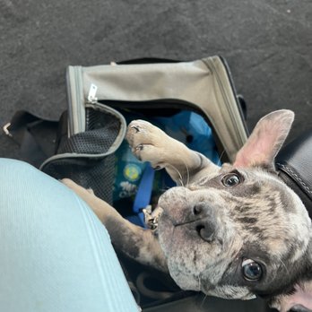 One Lucky Pup - Northlake - Pet Boarding Near Me - Charlotte, North Carolina One Lucky Pup - Northlake - Pet Boarding Near Me - Charlotte, North Carolina