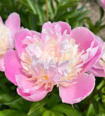 University of Michigan Nichols Arboretum by null