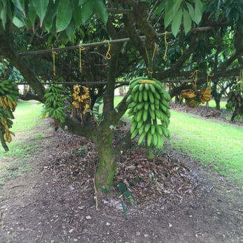 Going Bananas - Nurseries & Gardening Near Me - Homestead, Florida Going Bananas - Nurseries & Gardening Near Me - Homestead, Florida
