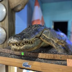 Oddly Amazing Antiques
