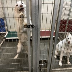 Pet Dynasty - Husky twins