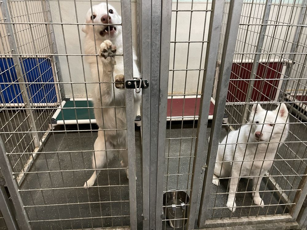 Pet Dynasty - pet boarding facility in Pleasanton, CA