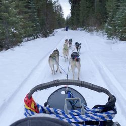 Winter Woods Dog Sled Tours