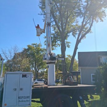 Birchwood Tree Services - HIGH IN AIR - Tree Services Near Me - Arlington Heights, Illinois