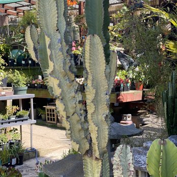 Clement Nursery - Lots of large cacti - Nurseries & Gardening Near Me - San Francisco, California Clement Nursery - Lots of large cacti - Nurseries & Gardening Near Me - San Francisco, California