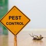 Photo of Citi Bedbug