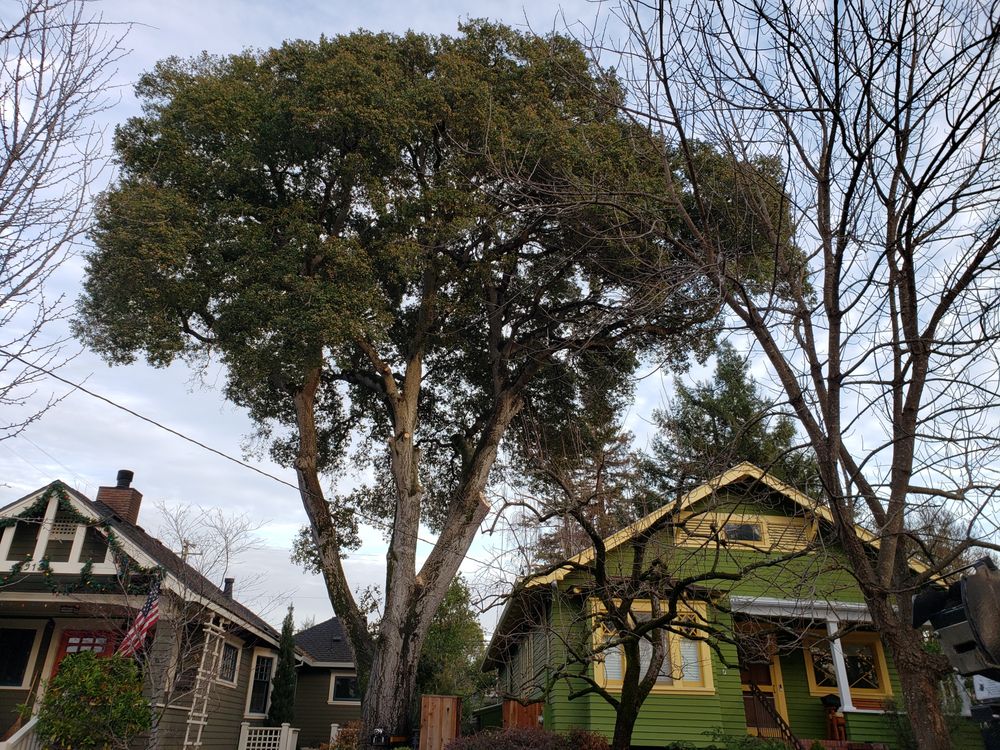 SLATERS PROFESSIONAL TREE CARE Updated August 2024 62 Photos & 33