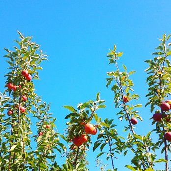 Prairie Sky Orchard - Pick Your Own Farms Near Me - Union, Illinois