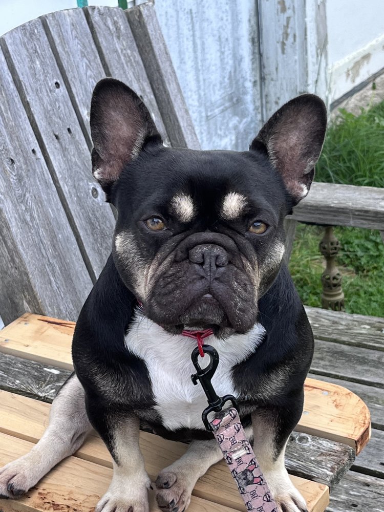 GROOMING BY LORI Updated October 2024 Calais, Maine Pet Groomers