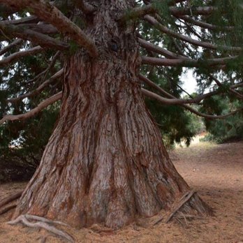 Palomar Observatory - Big trees - Observatories Near Me - Palomar Mountain, California Palomar Observatory - Big trees - Observatories Near Me - Palomar Mountain, California