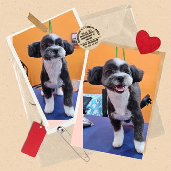 Sun's Pet Grooming - I am a happy little boy now! - Pet Groomers Near Me - Rancho Palos Verdes, California Sun's Pet Grooming - I am a happy little boy now! - Pet Groomers Near Me - Rancho Palos Verdes, California