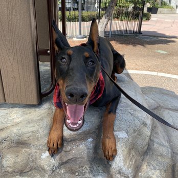 OffLeash SoCal - Kuma practicing place - Pet Training Near Me - Santa Monica, California