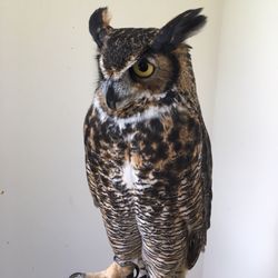 Cape Fear Raptor Center