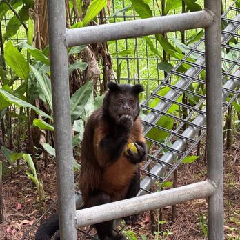 Jungle Friends Primate Sanctuary - Animal Shelters Near Me - Gainesville, Florida Jungle Friends Primate Sanctuary - Animal Shelters Near Me - Gainesville, Florida