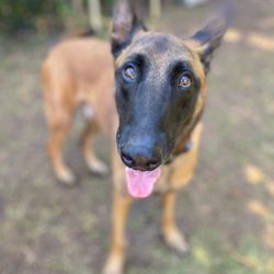 Love Them and Leave Them Pet Sitting Service Hawaii - Happy Dog=Happy Daddy