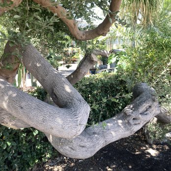 Desert Horizon Nursery - Nurseries & Gardening Near Me - Queen Creek, Arizona Desert Horizon Nursery - Nurseries & Gardening Near Me - Queen Creek, Arizona