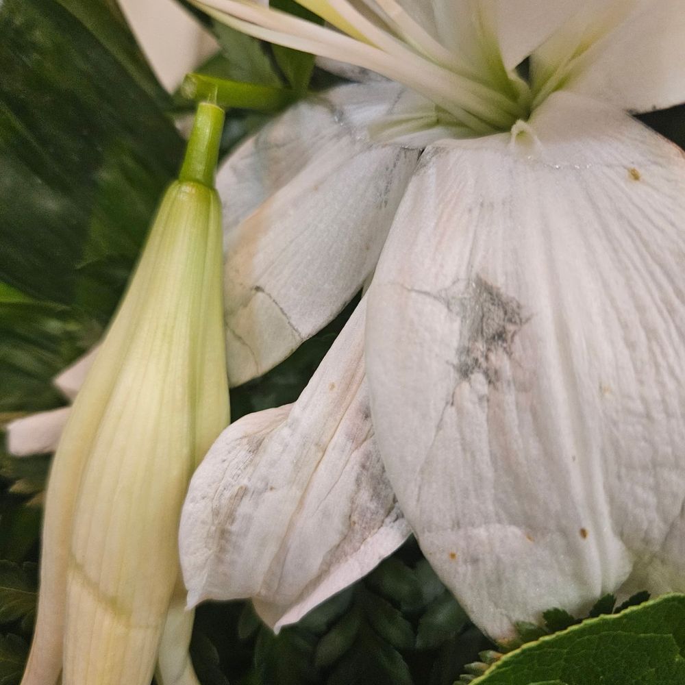 Mason's Florist - Damaged flowers - Florists Near Me - Memphis, Tennessee Mason's Florist - Damaged flowers - Florists Near Me - Memphis, Tennessee