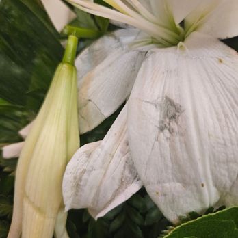 Mason's Florist - Damaged flowers - Florists Near Me - Memphis, Tennessee