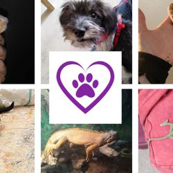 Home Away Pet Care