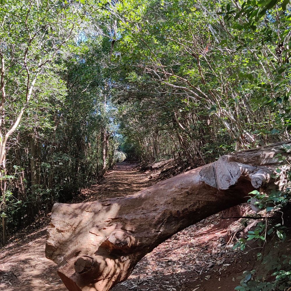 Aiea Loop Trail - Not an obstacle - Hiking Near Me - Aiea, Hawaii