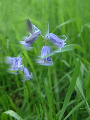 Bosherston Lily Ponds by null