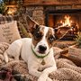 Capital Area Humane Society