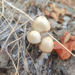 Escalate Cross Trail - Mushrooms