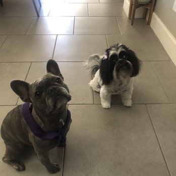 Arfin' Annie's Pet Salon - Our Frenchie and Shih Tzu - Pet Groomers Near Me - Albuquerque, New Mexico Arfin' Annie's Pet Salon - Our Frenchie and Shih Tzu - Pet Groomers Near Me - Albuquerque, New Mexico