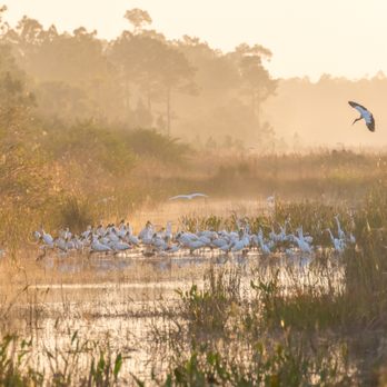 Mease Photography - Fine art print of foggy morning in the swamp with a large group of wading birds feeding for breakfast - landscape photography by Mease - Art Galleries Near Me - Naples, Florida Mease Photography - Fine art print of foggy morning in the swamp with a large group of wading birds feeding for breakfast - landscape photography by Mease - Art Galleries Near Me - Naples, Florida