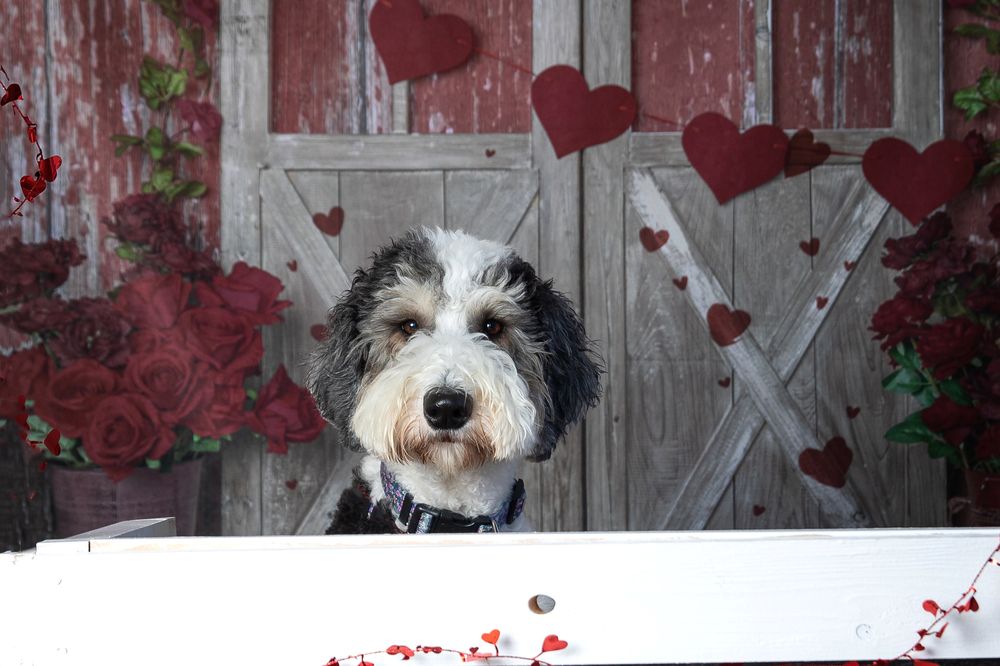 HAPPY DOG DAYCARE AND BOARDING Updated October 2024 11 Photos