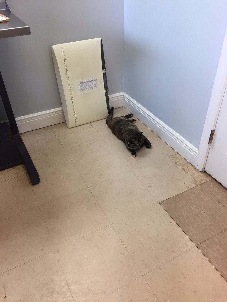 PET SHOTS AFFORDABLE WELLNESS CLINIC Updated September 2024