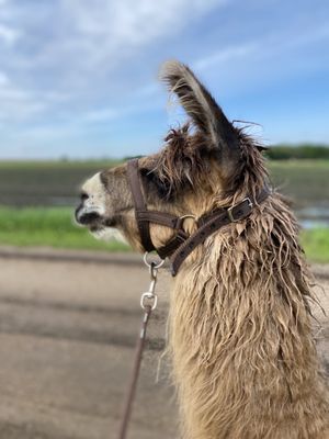 Carlson's Llovable Llamas by null