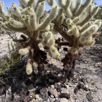Cholla Cactus Garden - Parks Near Me - Twentynine Palms, California Cholla Cactus Garden - Parks Near Me - Twentynine Palms, California