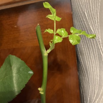 Karen's Flower Boutique - Feb 13th..... - Florists Near Me - La Puente, California Karen's Flower Boutique - Feb 13th..... - Florists Near Me - La Puente, California
