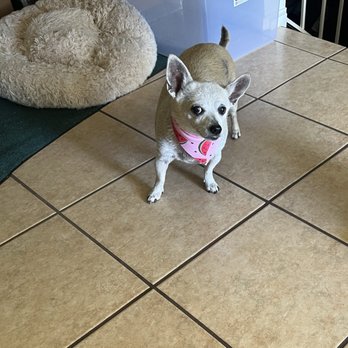 A Shear Pleasure Pet Salon - Freshly groomed Sandy - Pet Groomers Near Me - Torrance, California A Shear Pleasure Pet Salon - Freshly groomed Sandy - Pet Groomers Near Me - Torrance, California
