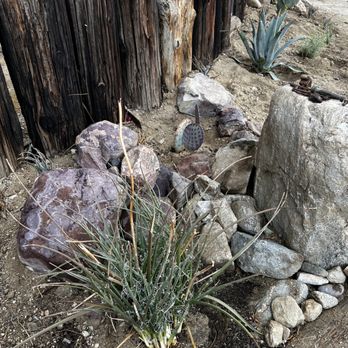 Silver Dollar Cactus Nursery - More cactus and succulents from Silver Dollar - Nurseries & Gardening Near Me - White Water, California Silver Dollar Cactus Nursery - More cactus and succulents from Silver Dollar - Nurseries & Gardening Near Me - White Water, California