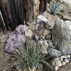 Silver Dollar Cactus Nursery - More cactus and succulents from Silver Dollar