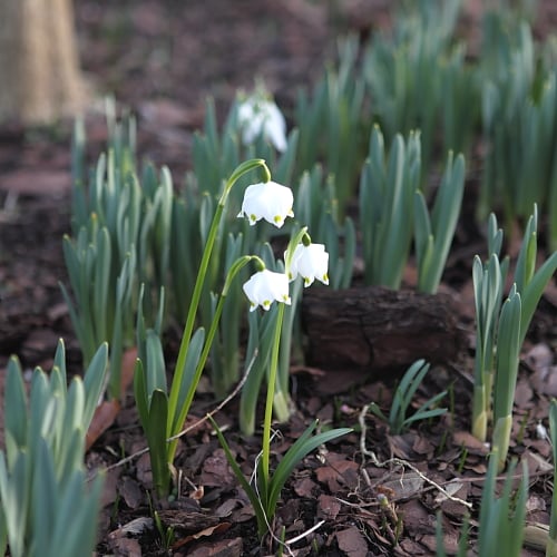 Det Kongelige Danske Haveselskabs Have