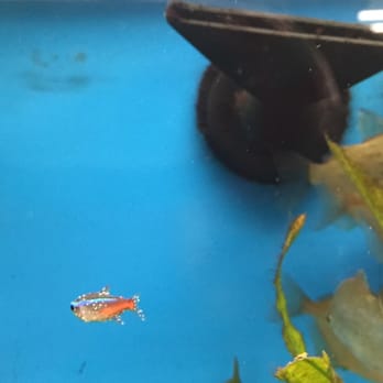 Petco - Diseased tetra - Pet Stores Near Me - Irvine, California Petco - Diseased tetra - Pet Stores Near Me - Irvine, California