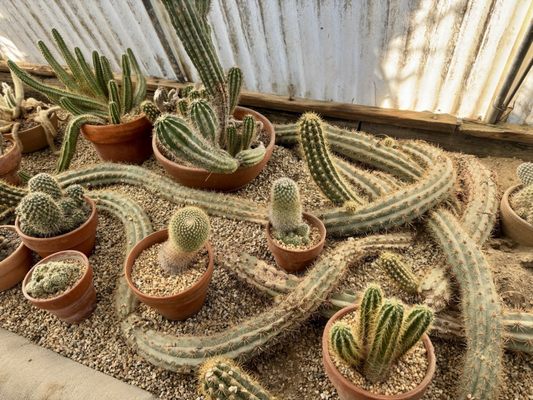 Moorten Botanical Garden by null