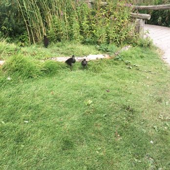 Castle Espie - Landmarks & Historical Buildings Near Me - Ards, ARD