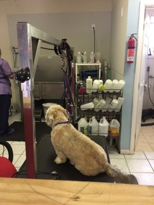 dapper dog grooming salon