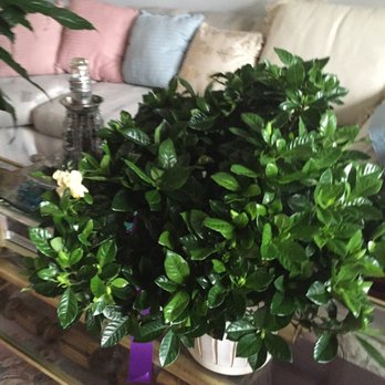 Polites Florist - Florists Near Me - Upper Darby, Pennsylvania