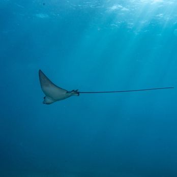 Maui Diving - Ray swimming by Mala - Scuba Diving Near Me - Lahaina, Hawaii Maui Diving - Ray swimming by Mala - Scuba Diving Near Me - Lahaina, Hawaii