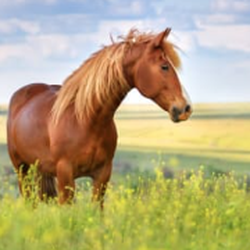 Stillwater Equine Veterinary Clinic