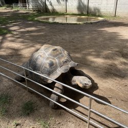 Zoo de Barcelona - Big turtle