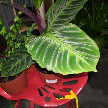 Evergreen Nursery - Nurseries & Gardening Near Me - San Leandro, California Evergreen Nursery - Nurseries & Gardening Near Me - San Leandro, California