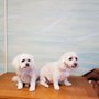 Photo of TLC Grooming